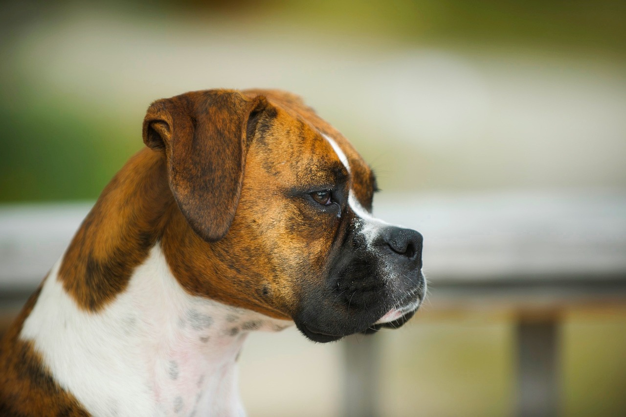 二代大狗防犬種的外貌特征探究