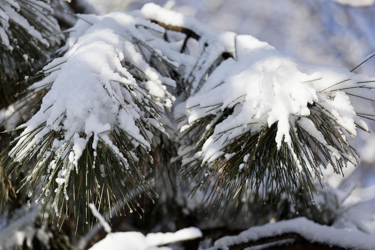 東北凜冬之美，雪冷空氣的獨特體驗